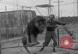 Image of Lion named King Tuffy Venice Beach Los Angeles California USA, 1935, second 25 stock footage video 65675043352