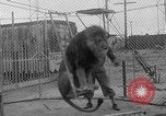 Image of Lion named King Tuffy Venice Beach Los Angeles California USA, 1935, second 26 stock footage video 65675043352