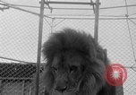 Image of Lion named King Tuffy Venice Beach Los Angeles California USA, 1935, second 27 stock footage video 65675043352