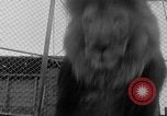 Image of Lion named King Tuffy Venice Beach Los Angeles California USA, 1935, second 28 stock footage video 65675043352