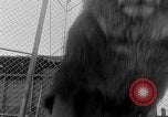 Image of Lion named King Tuffy Venice Beach Los Angeles California USA, 1935, second 29 stock footage video 65675043352