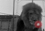 Image of Lion named King Tuffy Venice Beach Los Angeles California USA, 1935, second 30 stock footage video 65675043352