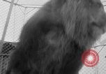 Image of Lion named King Tuffy Venice Beach Los Angeles California USA, 1935, second 31 stock footage video 65675043352