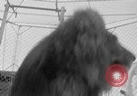 Image of Lion named King Tuffy Venice Beach Los Angeles California USA, 1935, second 32 stock footage video 65675043352