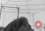 Image of Lion named King Tuffy Venice Beach Los Angeles California USA, 1935, second 33 stock footage video 65675043352