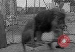 Image of Lion named King Tuffy Venice Beach Los Angeles California USA, 1935, second 34 stock footage video 65675043352