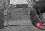 Image of Lion named King Tuffy Venice Beach Los Angeles California USA, 1935, second 35 stock footage video 65675043352