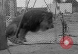 Image of Lion named King Tuffy Venice Beach Los Angeles California USA, 1935, second 36 stock footage video 65675043352