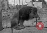 Image of Lion named King Tuffy Venice Beach Los Angeles California USA, 1935, second 37 stock footage video 65675043352