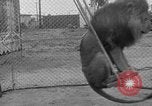 Image of Lion named King Tuffy Venice Beach Los Angeles California USA, 1935, second 38 stock footage video 65675043352