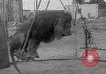 Image of Lion named King Tuffy Venice Beach Los Angeles California USA, 1935, second 39 stock footage video 65675043352
