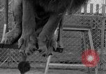 Image of Lion named King Tuffy Venice Beach Los Angeles California USA, 1935, second 40 stock footage video 65675043352