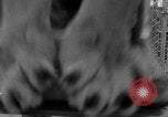 Image of Lion named King Tuffy Venice Beach Los Angeles California USA, 1935, second 41 stock footage video 65675043352