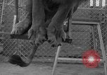 Image of Lion named King Tuffy Venice Beach Los Angeles California USA, 1935, second 43 stock footage video 65675043352