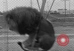 Image of Lion named King Tuffy Venice Beach Los Angeles California USA, 1935, second 45 stock footage video 65675043352