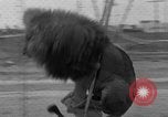 Image of Lion named King Tuffy Venice Beach Los Angeles California USA, 1935, second 46 stock footage video 65675043352