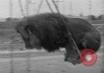Image of Lion named King Tuffy Venice Beach Los Angeles California USA, 1935, second 47 stock footage video 65675043352