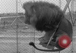 Image of Lion named King Tuffy Venice Beach Los Angeles California USA, 1935, second 48 stock footage video 65675043352