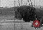 Image of Lion named King Tuffy Venice Beach Los Angeles California USA, 1935, second 49 stock footage video 65675043352