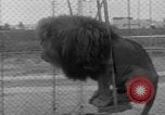 Image of Lion named King Tuffy Venice Beach Los Angeles California USA, 1935, second 50 stock footage video 65675043352