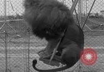 Image of Lion named King Tuffy Venice Beach Los Angeles California USA, 1935, second 51 stock footage video 65675043352