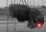 Image of Lion named King Tuffy Venice Beach Los Angeles California USA, 1935, second 52 stock footage video 65675043352