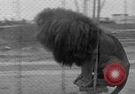 Image of Lion named King Tuffy Venice Beach Los Angeles California USA, 1935, second 53 stock footage video 65675043352
