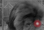 Image of Lion named King Tuffy Venice Beach Los Angeles California USA, 1935, second 54 stock footage video 65675043352