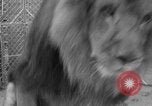 Image of Lion named King Tuffy Venice Beach Los Angeles California USA, 1935, second 55 stock footage video 65675043352