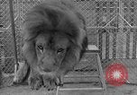 Image of Lion named King Tuffy Venice Beach Los Angeles California USA, 1935, second 56 stock footage video 65675043352
