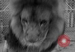 Image of Lion named King Tuffy Venice Beach Los Angeles California USA, 1935, second 57 stock footage video 65675043352