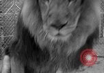 Image of Lion named King Tuffy Venice Beach Los Angeles California USA, 1935, second 58 stock footage video 65675043352