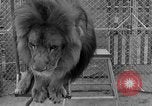 Image of Lion named King Tuffy Venice Beach Los Angeles California USA, 1935, second 59 stock footage video 65675043352