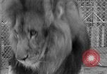 Image of Lion named King Tuffy Venice Beach Los Angeles California USA, 1935, second 60 stock footage video 65675043352