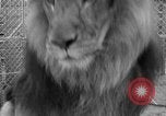 Image of Lion named King Tuffy Venice Beach Los Angeles California USA, 1935, second 61 stock footage video 65675043352