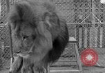 Image of Lion named King Tuffy Venice Beach Los Angeles California USA, 1935, second 62 stock footage video 65675043352