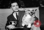 Image of Westminster Dog Show New York City USA, 1960, second 19 stock footage video 65675043366