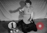 Image of Westminster Dog Show New York City USA, 1960, second 23 stock footage video 65675043366
