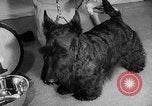 Image of Westminster Dog Show New York City USA, 1960, second 24 stock footage video 65675043366