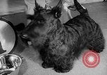 Image of Westminster Dog Show New York City USA, 1960, second 25 stock footage video 65675043366