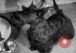 Image of Westminster Dog Show New York City USA, 1960, second 26 stock footage video 65675043366