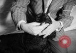 Image of Westminster Dog Show New York City USA, 1960, second 30 stock footage video 65675043366