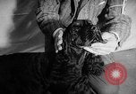 Image of Westminster Dog Show New York City USA, 1960, second 31 stock footage video 65675043366