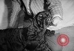 Image of Westminster Dog Show New York City USA, 1960, second 32 stock footage video 65675043366