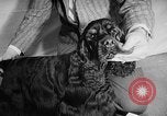 Image of Westminster Dog Show New York City USA, 1960, second 33 stock footage video 65675043366