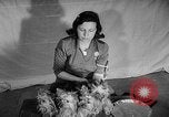 Image of Westminster Dog Show New York City USA, 1960, second 34 stock footage video 65675043366