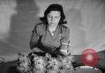Image of Westminster Dog Show New York City USA, 1960, second 36 stock footage video 65675043366