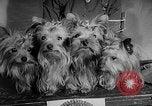 Image of Westminster Dog Show New York City USA, 1960, second 37 stock footage video 65675043366