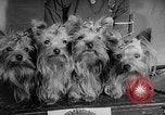 Image of Westminster Dog Show New York City USA, 1960, second 38 stock footage video 65675043366