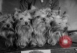 Image of Westminster Dog Show New York City USA, 1960, second 39 stock footage video 65675043366